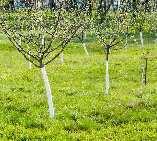 istock Apple trees in the garden after whitewashing 807272682