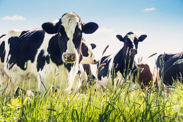 Close-up of cows in summer