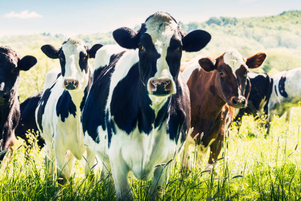 istock Close-up of cows in summer 807277874