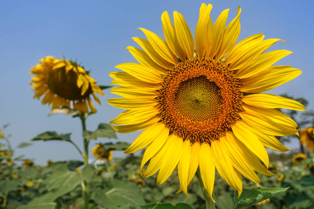 istock Sunflower blooming in the field 807278168