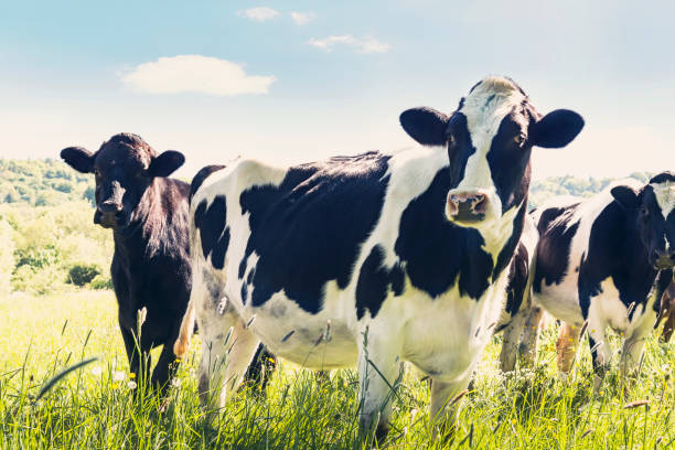 istock Close-up of cows in summer 807278298