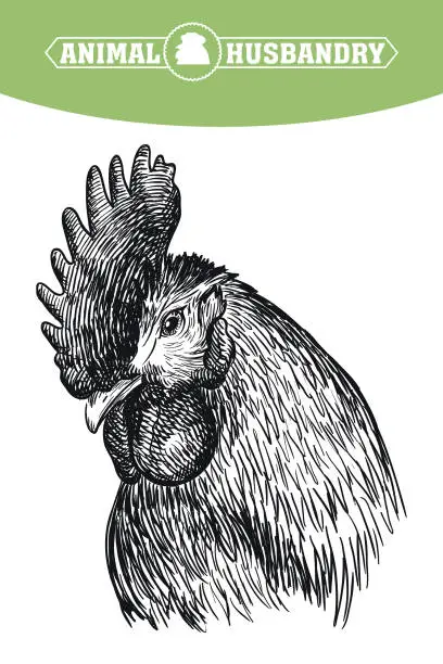 Vector illustration of chicken breeding. animal husbandry. livestock