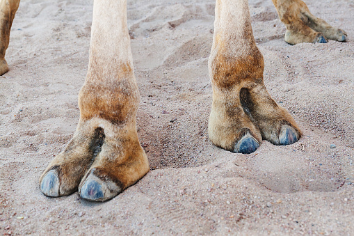 Pezuñas en las patas de un camello, primer plano photo