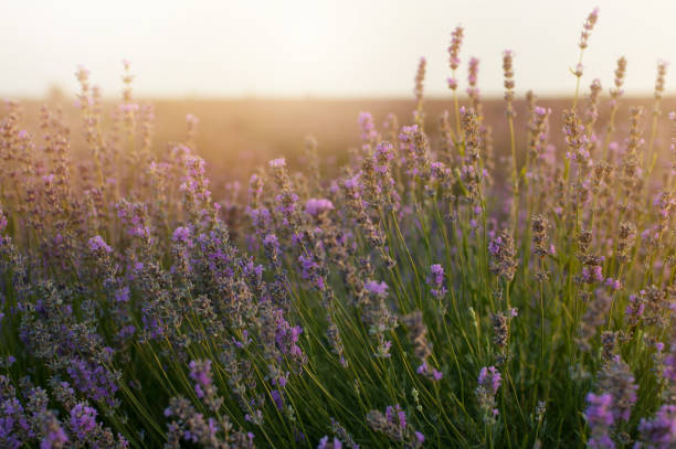 istock Bush of lavender at sunset 807285578