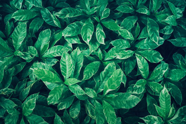 istock Green leaves background design with white paper.Flat lay. 807288766