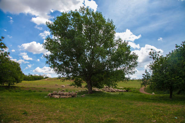 istock Oak with group of sheep, caffarella park - Rome 807294478