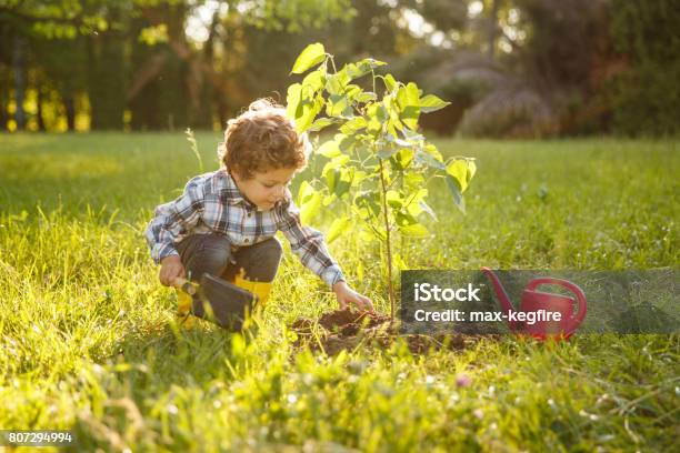 Ragazzo Che Si Prende Cura Dellalbero In Giardino - Fotografie stock e altre immagini di Albero - Albero, Piantare, Bambino