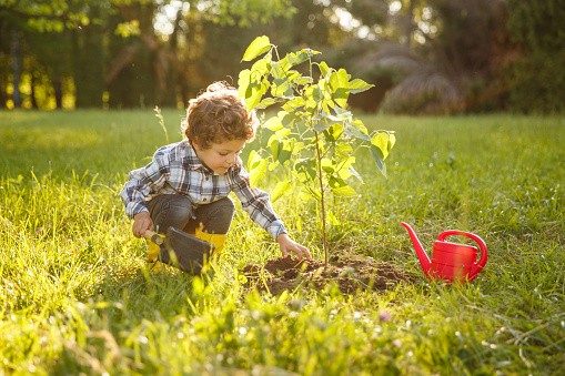 Little boy gardening in yard tending recently planted tree on sunny day.