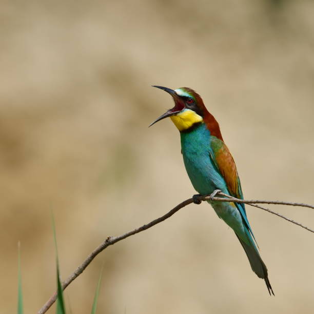 istock european bee-eater (Merops Apiaster) in natural habitat 807307298