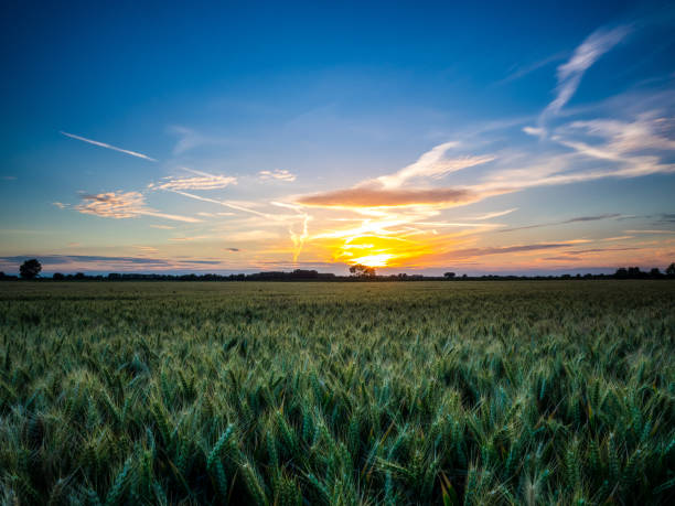 istock Sunset Over cornfield in Suffolk England 807308316