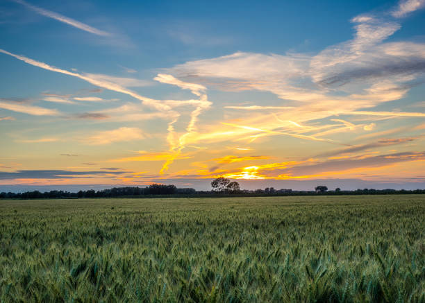 istock Sunset Over cornfield in Suffolk England 807308592