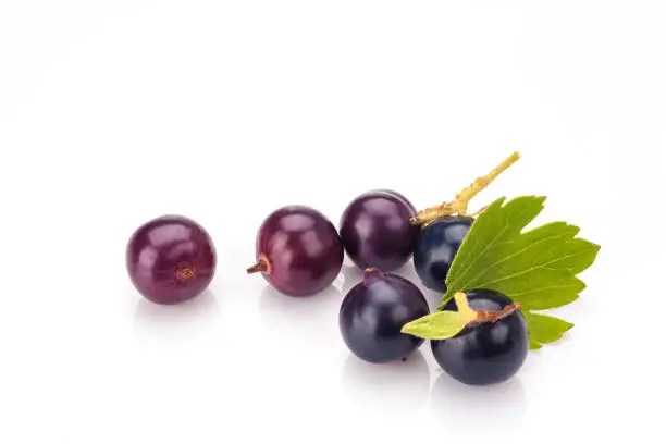 Blackcurrant in closeup isolated on white background.