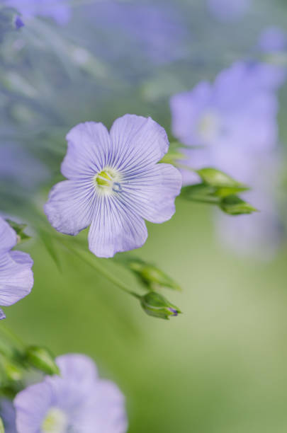 istock Flax blue flowers close up. Blue flax or lint 807315660