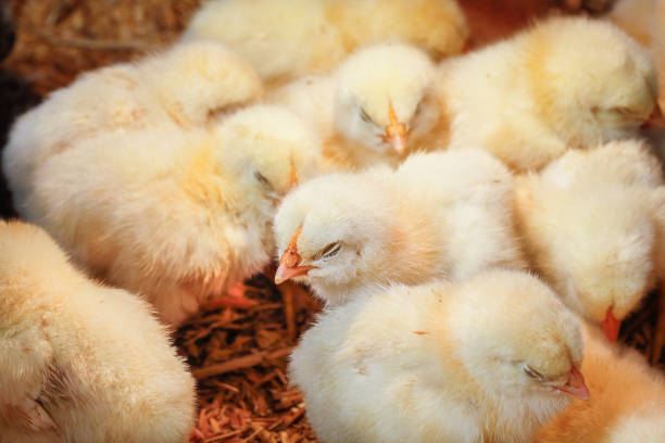 istock Baby chicken in poultry farm 807331646
