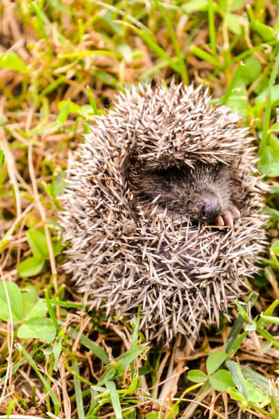 istock European Hedgehog Mammal Animal 807332490