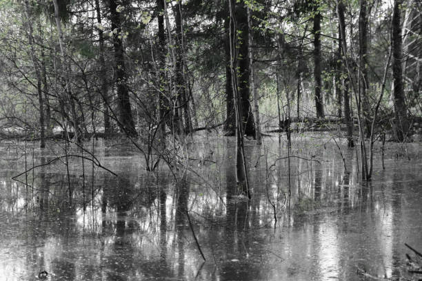 istock Dark green swamp in the forest 807332752