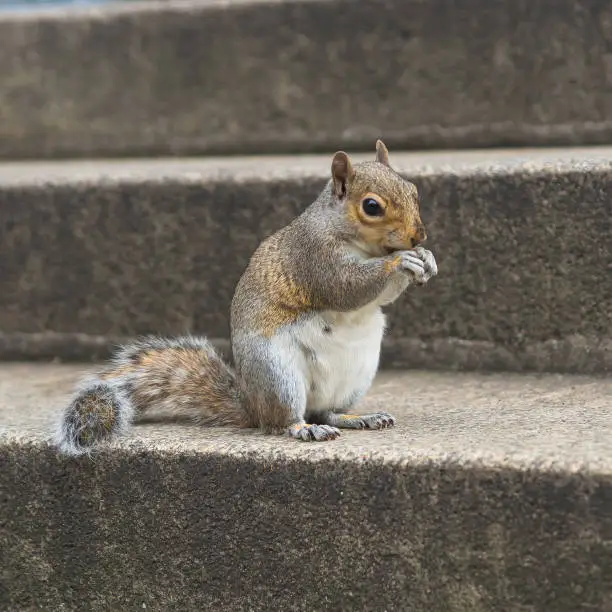 Photo of Squirrel in the city