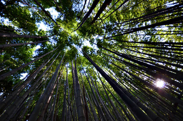 istock Green and natural bamboo forest 807343180