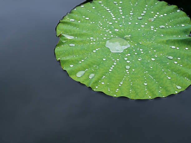 istock Water drop, dew on lotus leaf, close up 807364400