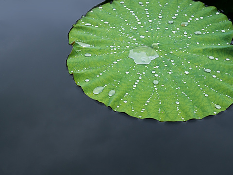 Water drop, dew on lotus leaf, close up. Fukuoka, Japan.