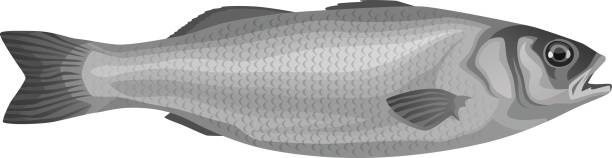 illustrazioni stock, clip art, cartoni animati e icone di tendenza di pesce - catch of fish fish tuna sea bream