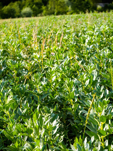 istock A field of beef in a small organic farm 807367688