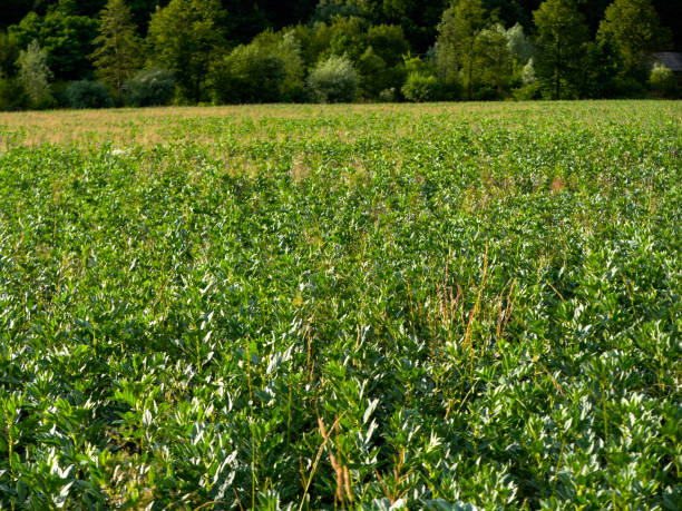 istock A field of beef in a small organic farm 807367814