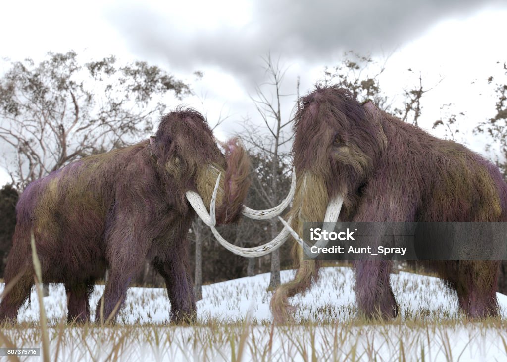 Woolly Mammoth Clones A 3-D illustration of two cloned Woolly Mammoths grazing in a snow-covered grassy field in a hypothetical scenario. Woolly Mammoth Stock Photo