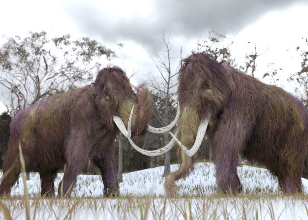 Woolly Mammoth Clones stock photo