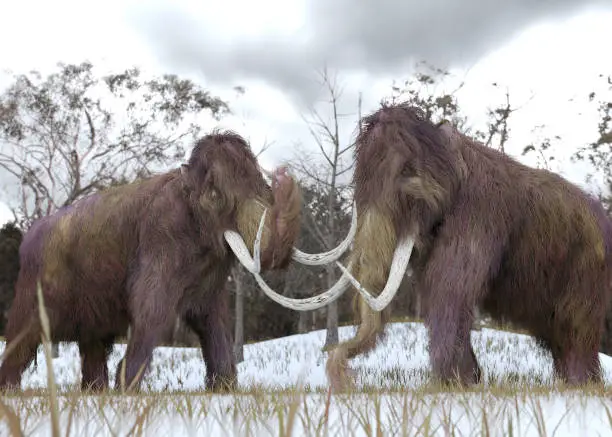 A 3-D illustration of two cloned Woolly Mammoths grazing in a snow-covered grassy field in a hypothetical scenario.