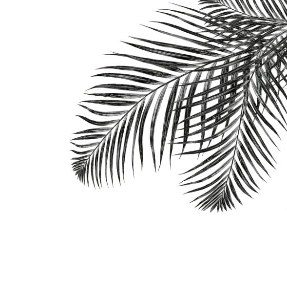 istock leaves of palm tree isolated on white background 807375818