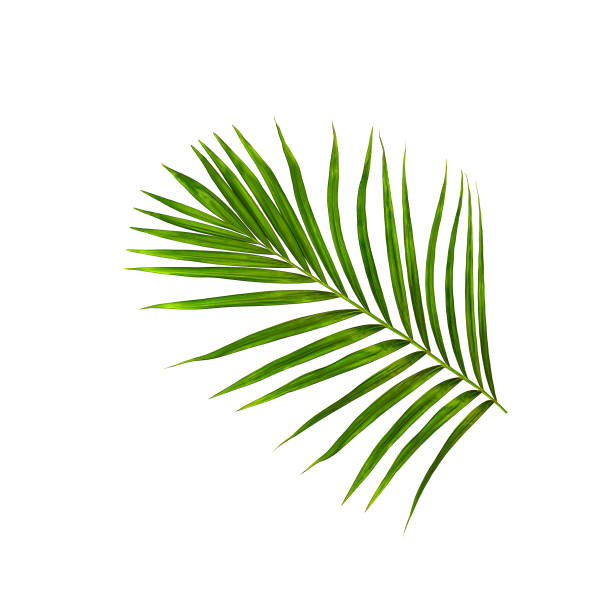 istock Green leaves of palm tree isolated on white background 807376134