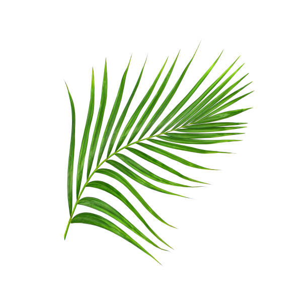 istock Green leaves of palm tree isolated on white background 807376146