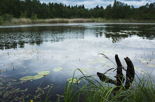 Still lake coast with grass and snag in the water. Ladoga, Russia