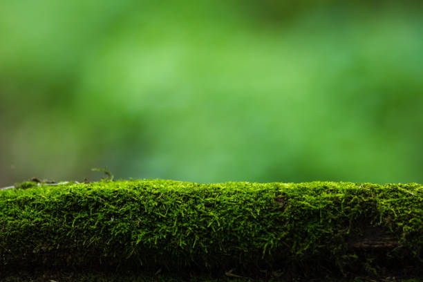 Moss and green nature background