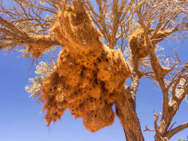 istock Huge weaver bird nest in Namibia, Africa 807384136