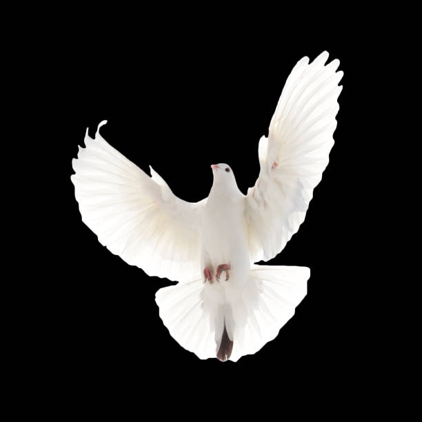 istock A free flying white dove isolated on a black background 807384634