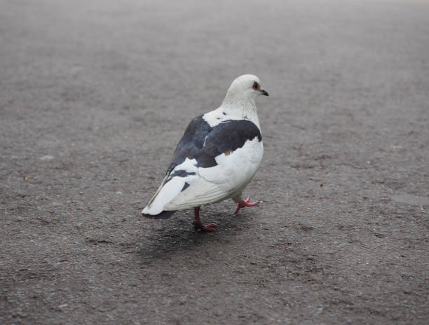 istock pigeon bird animal 807384840