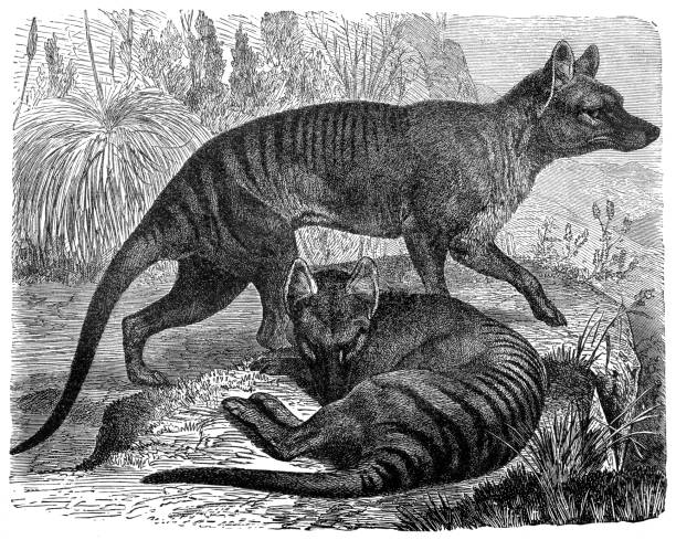 Thylacinus cynocephalus (Tasmanian Tiger, Tasmanian Wolf, Thylacine) Illustration of a Thylacinus cynocephalus (Tasmanian Tiger, Tasmanian Wolf, Thylacine) tasmanian stock illustrations