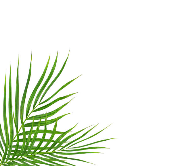 istock Green leaves of palm tree isolated on white background 807387752