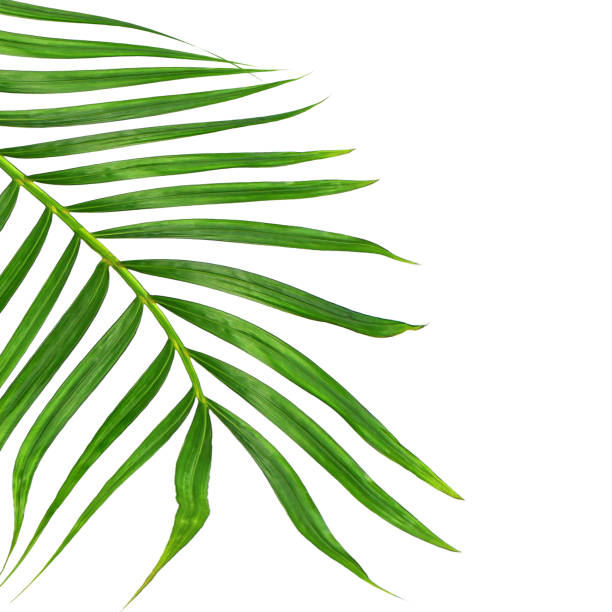 istock Green leaves of palm tree isolated on white background 807387820