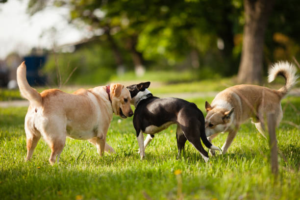 istock Walking the dogs in the park 807387830