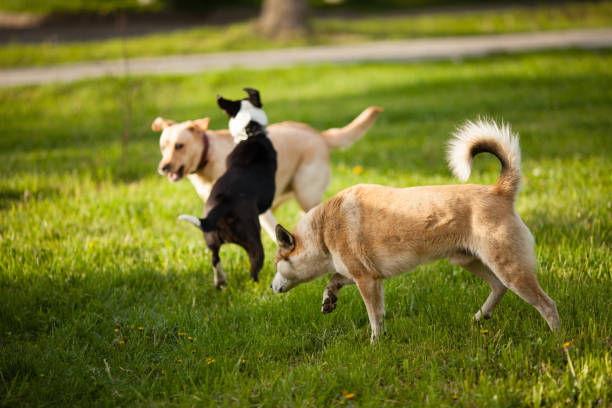 istock Walking the dogs in the park 807387880