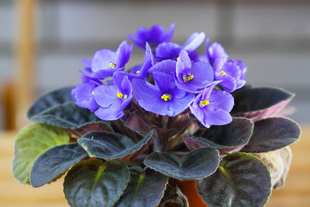 Violet Saintpaulias flowers commonly known as African violets Parma violets close up isolated colored bokeh background.