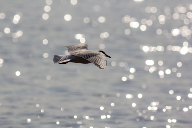 istock Long haul. Ocean bird migrating. Black-headed gull over water. 807395330