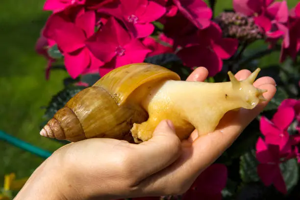 Giant african snail on the hand