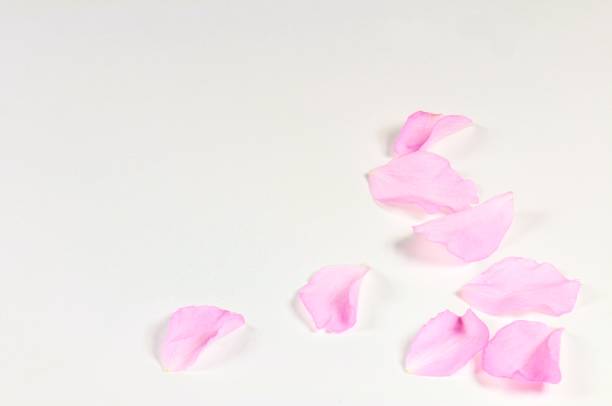 istock Pink japanese cherry petals. Nature background decoration. 807405352
