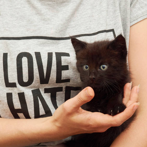 istock Cute black kitten on womans hands love or hate 807405520