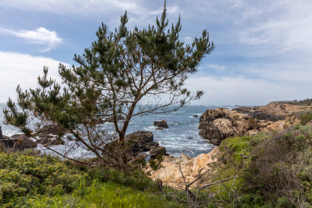 istock Pine Tree growing on the Monterey Peninsula coast in California 807405526
