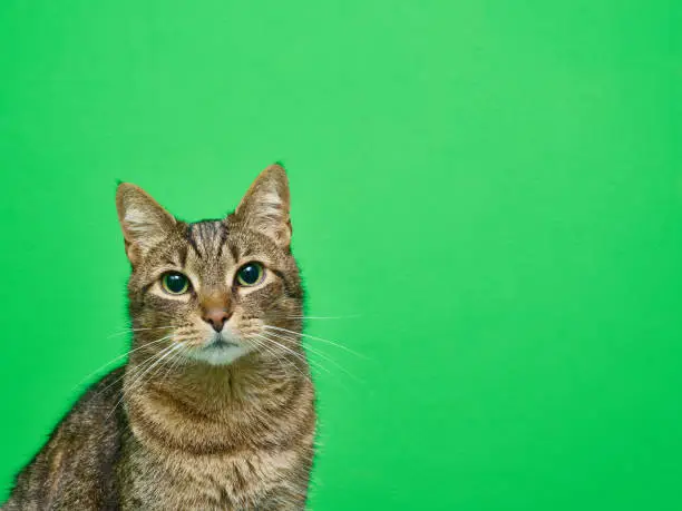 Tabby cat on green background